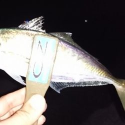 なかなかのサイズのアジでした！